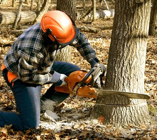 Tree Removal in Jourdanton, TX